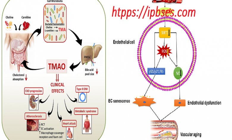 TMAO در پیری و سرطان و استرس اکسیداتیو
