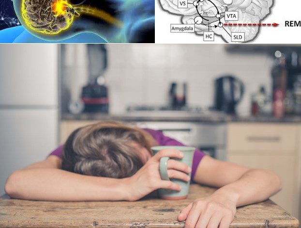 محرومیت از خواب REM بعد از یادگیری و تخریب هیپوکامپ و کدهای ژنتیک مغز
