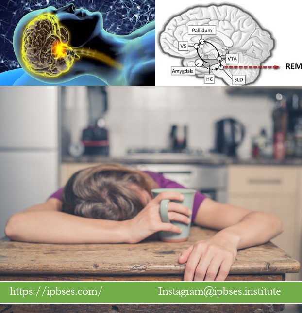 محرومیت از خواب REM بعد از یادگیری و تخریب هیپوکامپ و کدهای ژنتیک مغز