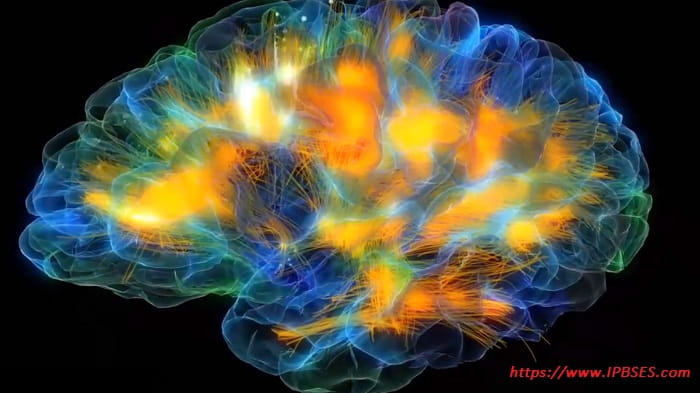 سرعت مغز brain speed: پردازش شناختی مخ و مخچه
