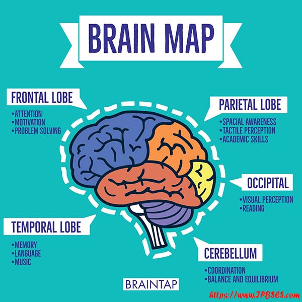 رابطه مغز پویا Dynamic Brain و ساختارهای مغزی در MRI 2021